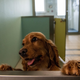 An illegally imported cocker spaniel puppy in a kennel at a Dogs Trust rehoming facility on May 6, 2021, in an unspecified location in the United Kingdom.